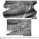Image for article titled They're Calling This New Species Of Hadrosaur The "King Nose"